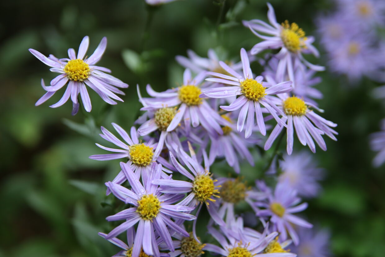 Blumen bei Anne