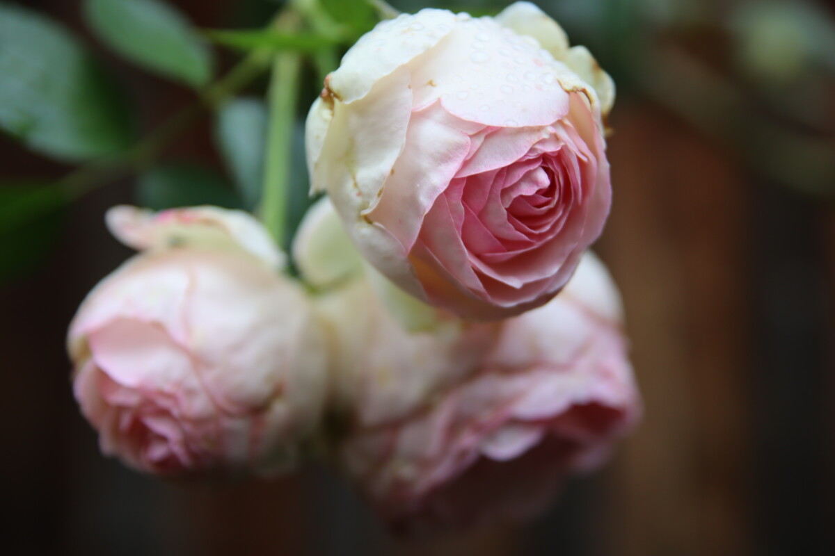 Blumen bei Anne