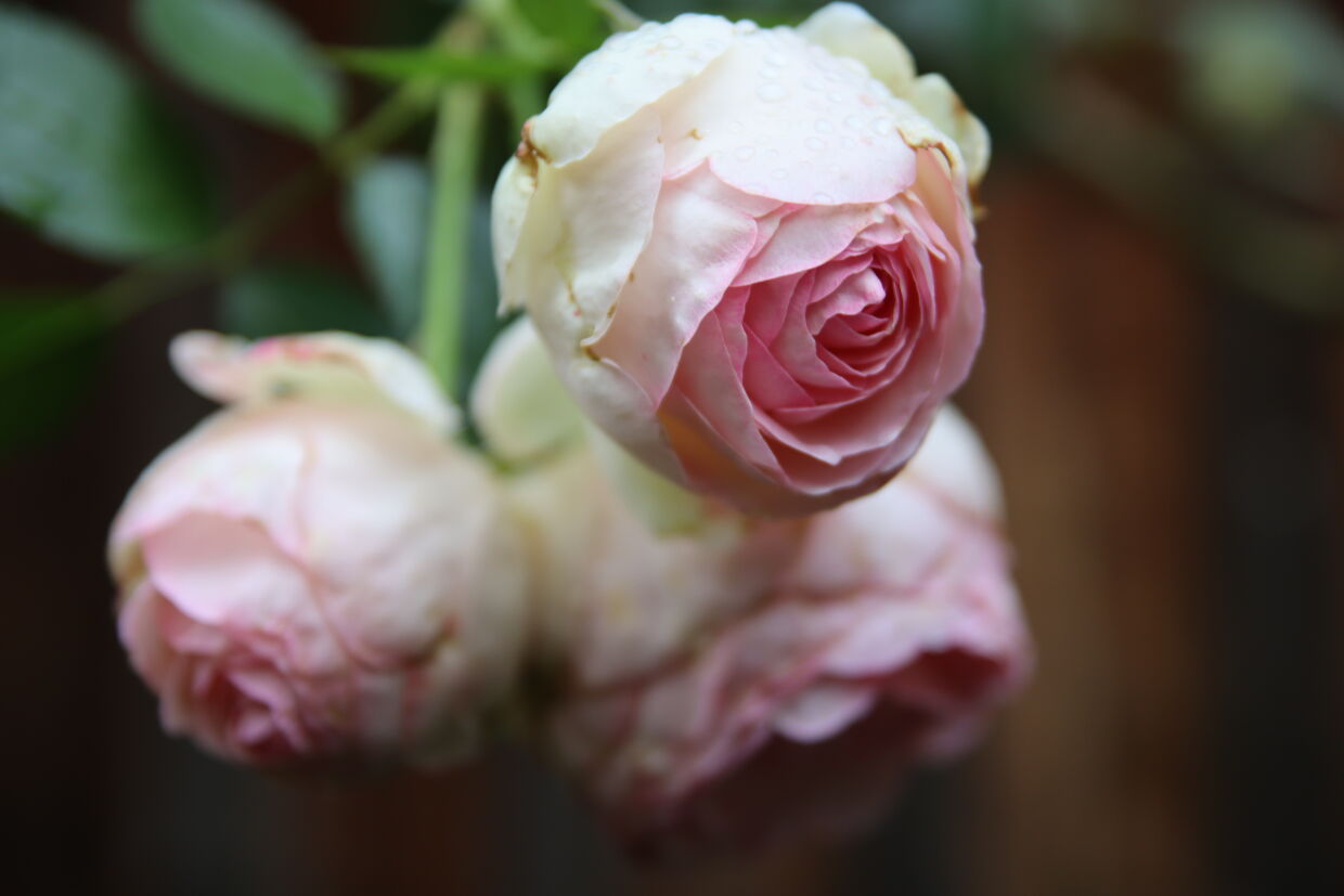 Blumen bei Anne