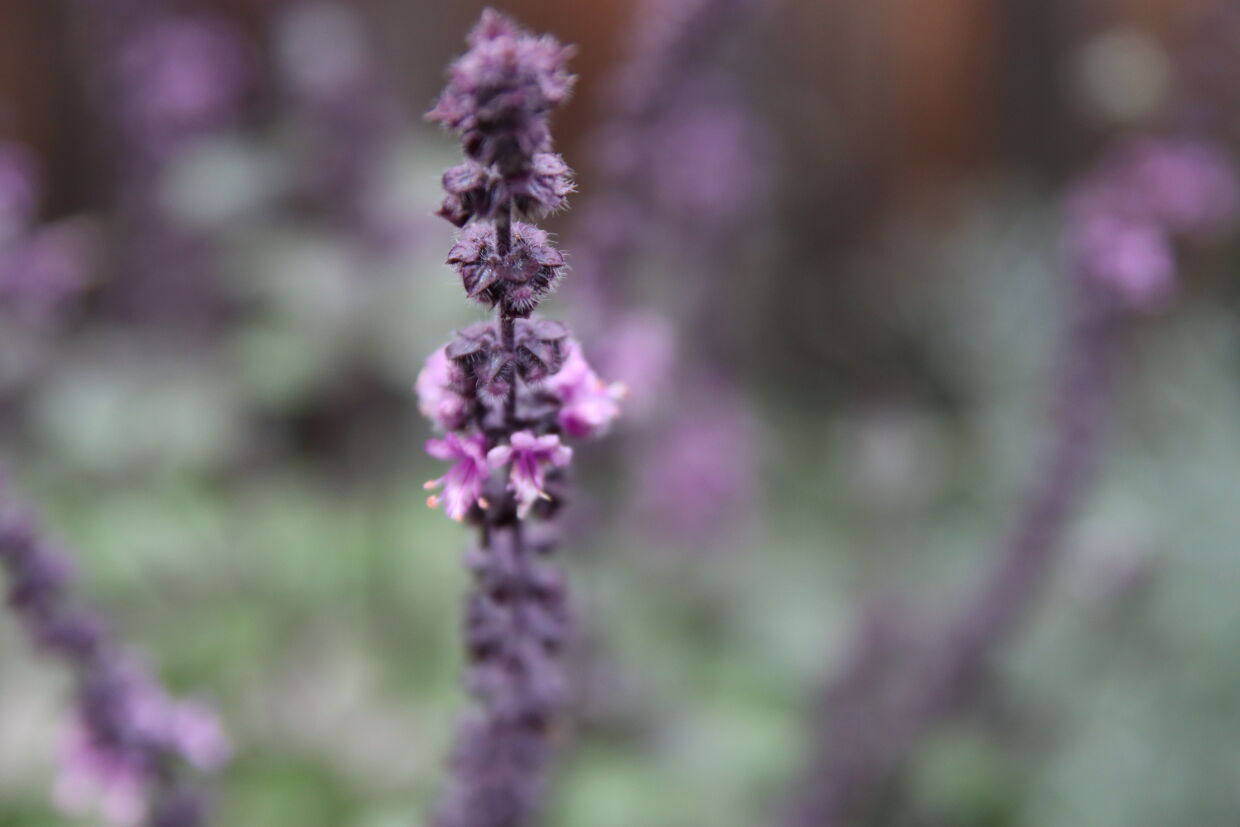 Blumen bei Anne