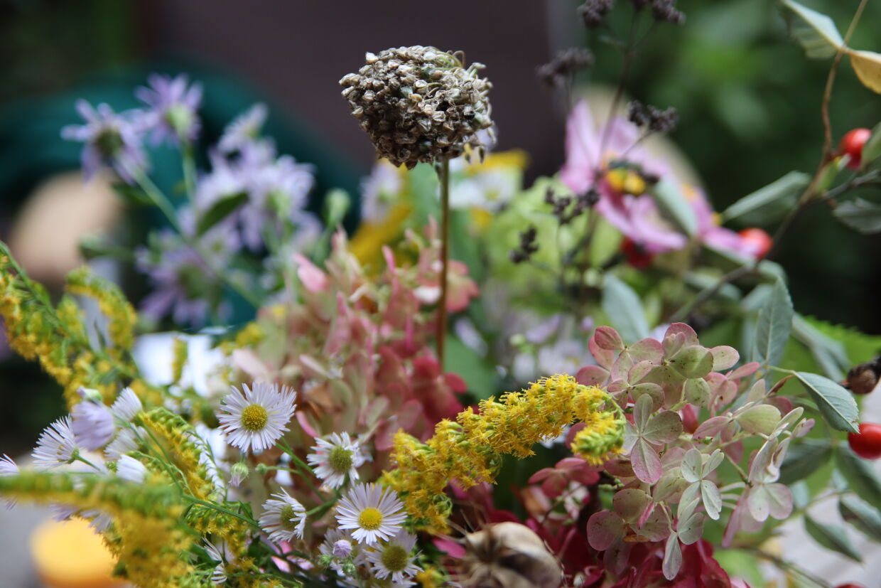 Blumen bei Anne