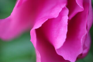 Blüte | © Christiane Schenke